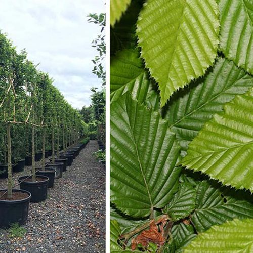 Carpinus Betulus (Common Hornbeam) - Standard Espalier