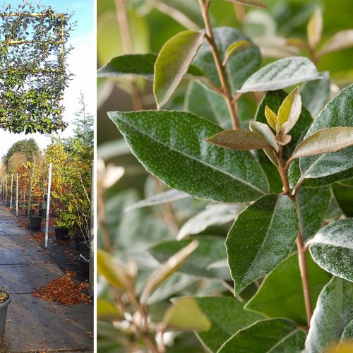 Elaeagnus x Ebbingei (Ebbinge's Silverberry) - Standard Espalier