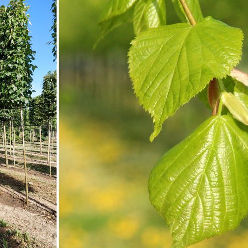 Tilia x Europaea Pallida (Common Lime) - Standard Espalier