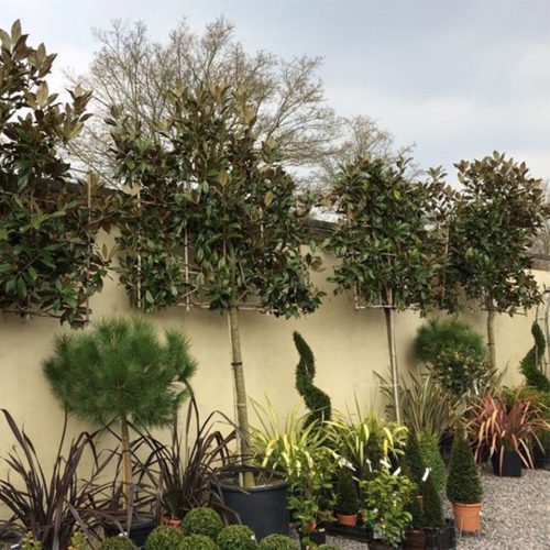 Magnolia Grandiflora (Evergreen Magnolia) - Standard Espalier