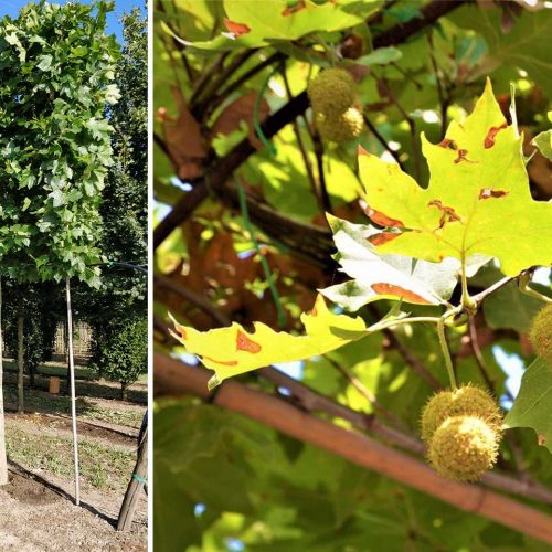 Platanus x Acerifolia (London Plane / London Planetree) - Standard Espalier