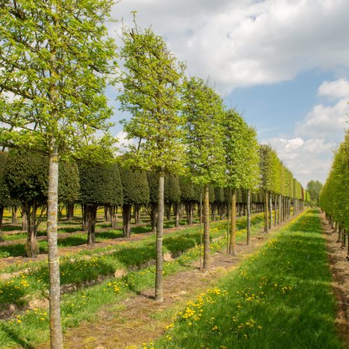 Liquidambar Styraciflua (Sweet Gum Tree) - Standard Espalier