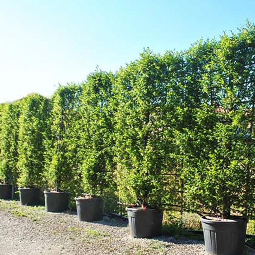 Carpinus Betulus (Common Hornbeam) - Espalier