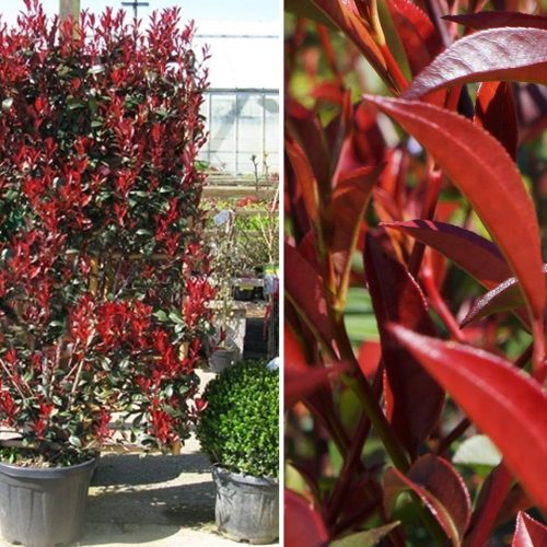 Photinia x Fraseri Red Robin - Espalier