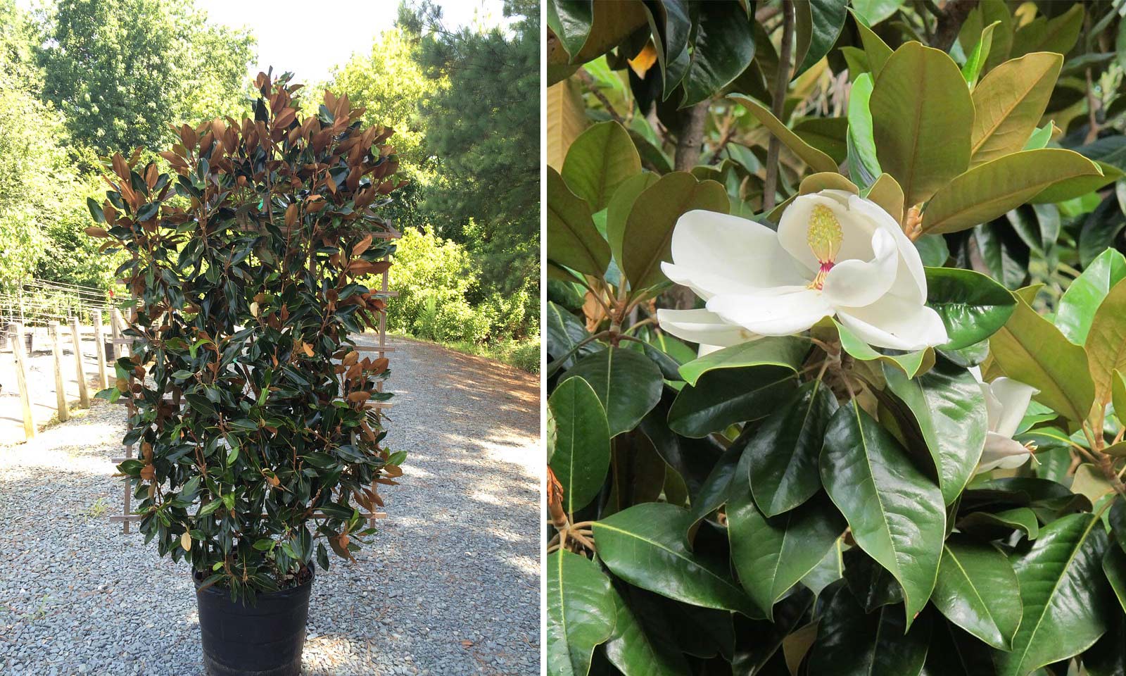 Magnolia Grandiflora (Evergreen Magnolia) - Espalier