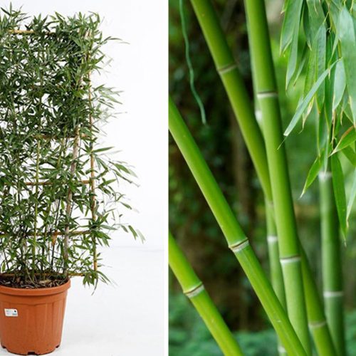 Bambusa Phyllostachys Bissetii (Bisset Bamboo) – Espalier