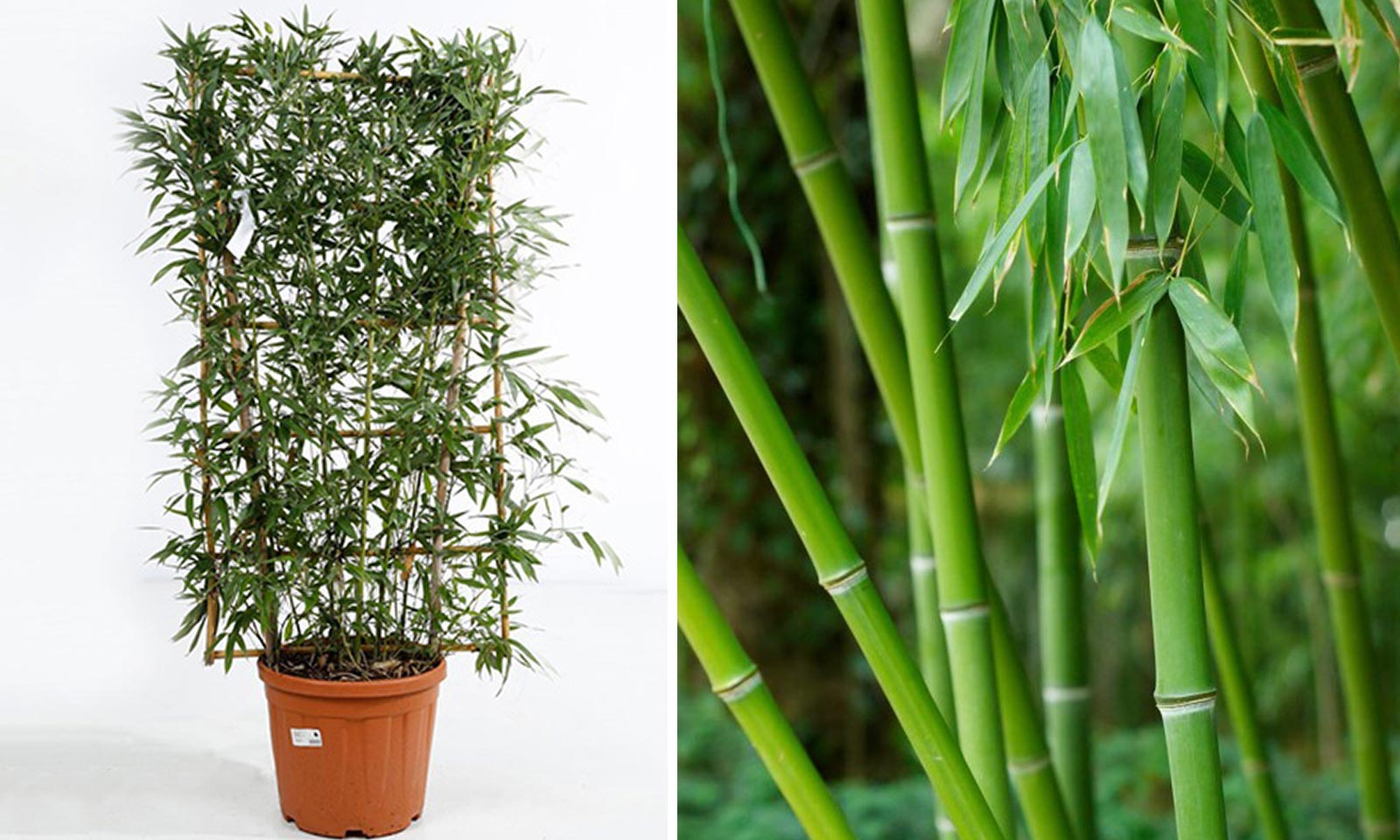 Bambusa Phyllostachys Bissetii (Bisset Bamboo) – Espalier
