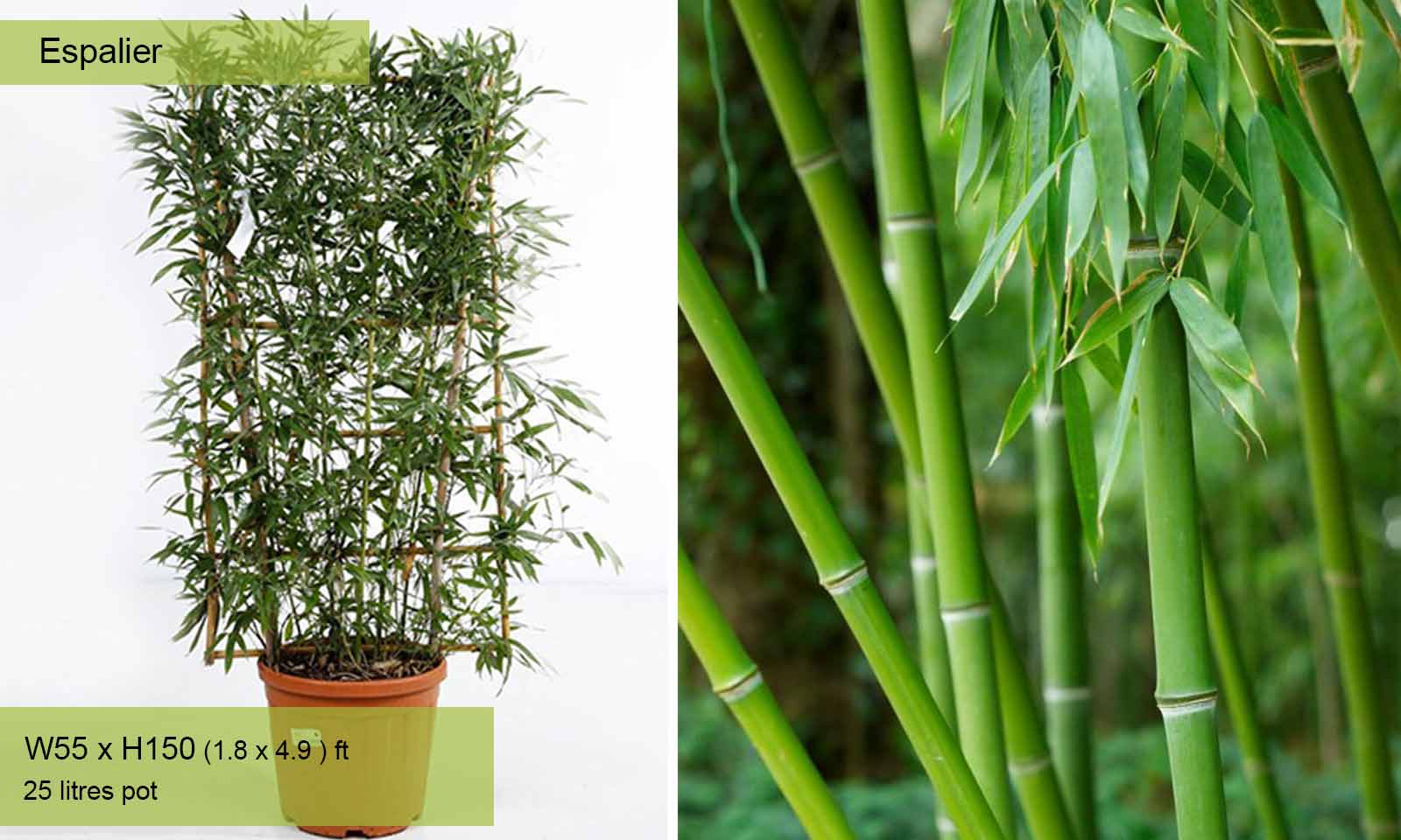 YouGarden Phyllostachys Bissettii 5 Litre Green Bamboo
