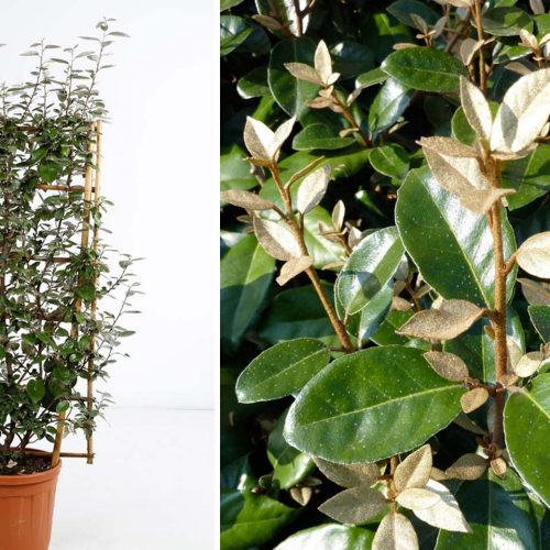 Elaeagnus x Ebbingei (Ebbinge's Silverberry / Elaeagnus x Submacrophylla) – Espalier