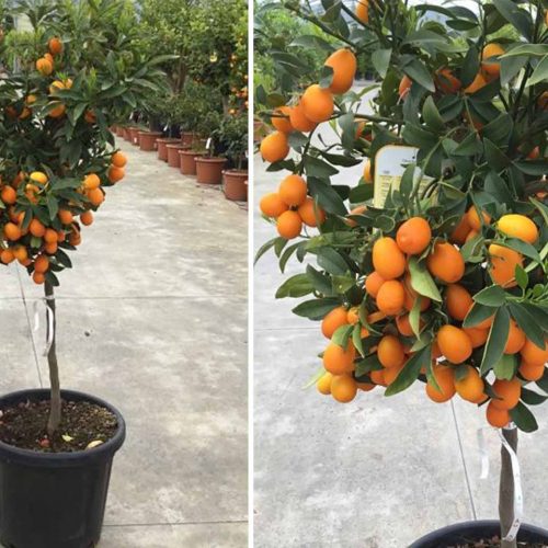 Citrus Kumquat Nagami (Kumquats) – Quarter Standard