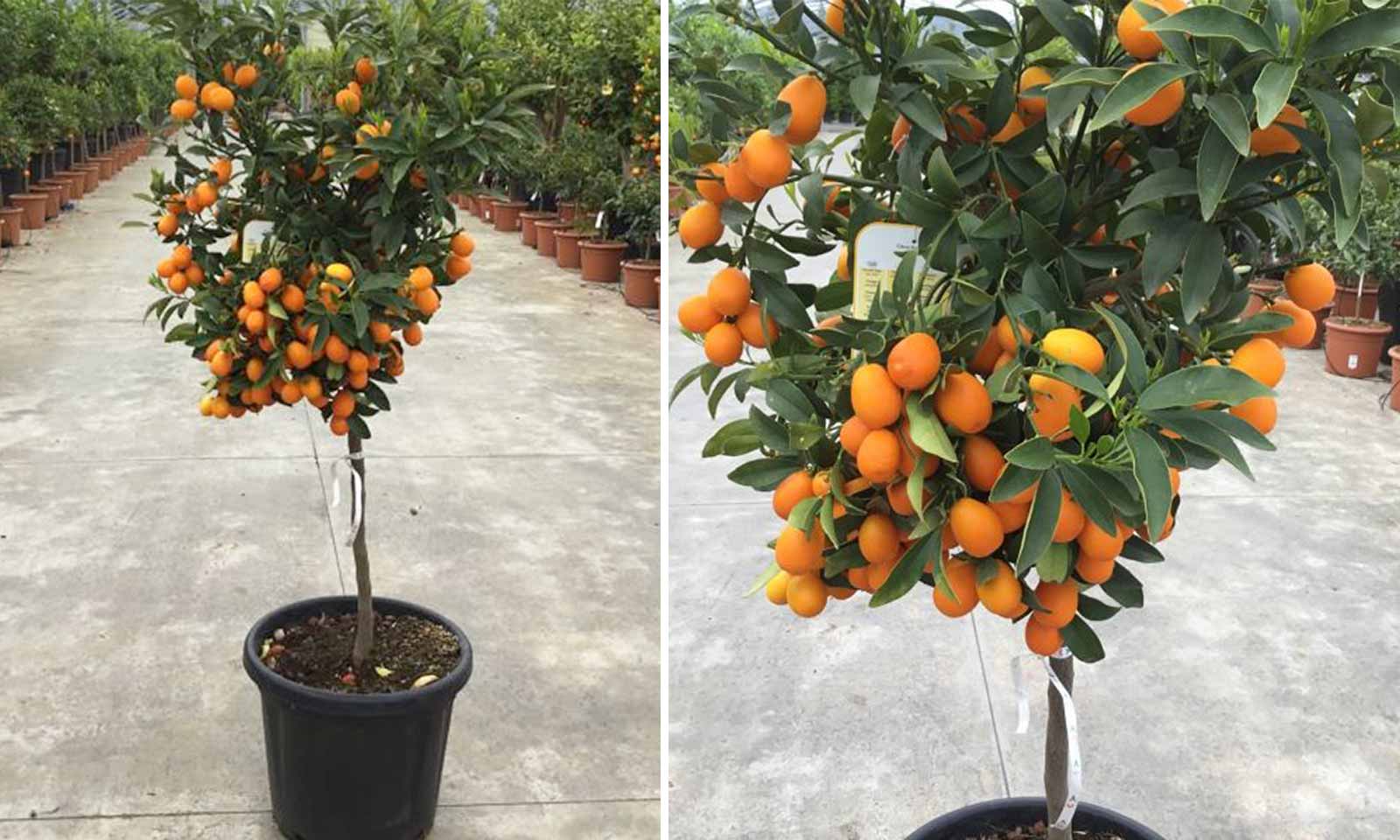 Citrus Kumquat Nagami (Kumquats) – Quarter Standard