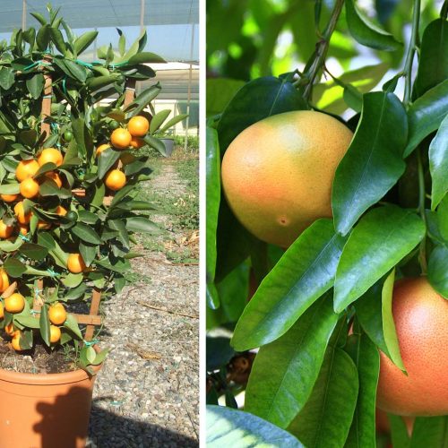 Citrus x Paradisi (Grapefruit) – Espalier