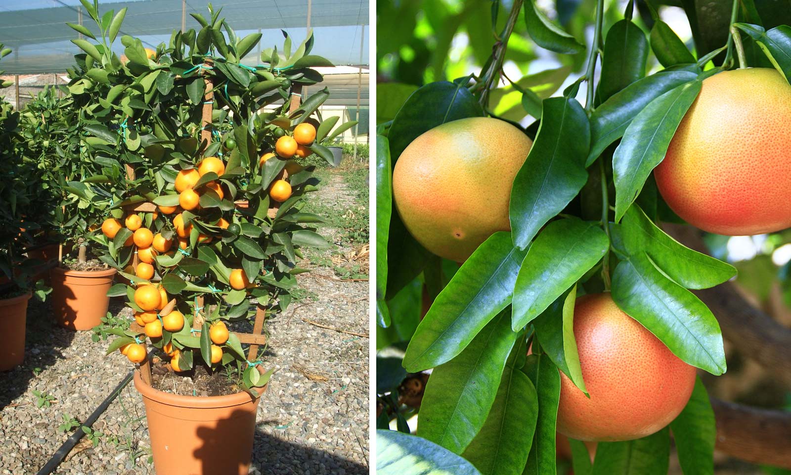 Citrus x Paradisi (Grapefruit) – Espalier