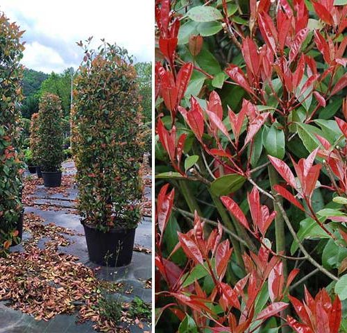 Photinia x Fraseri Red Robin - Cylinder