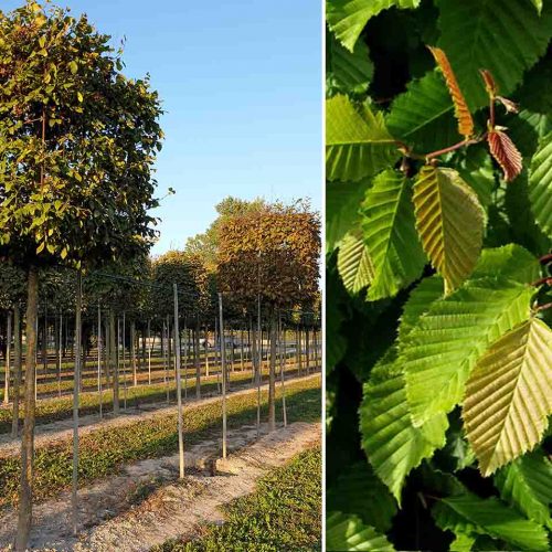 Carpinus Betulus (Hornbeam) - Standard Cube