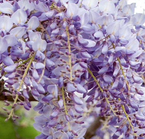 Wisteria - Arch