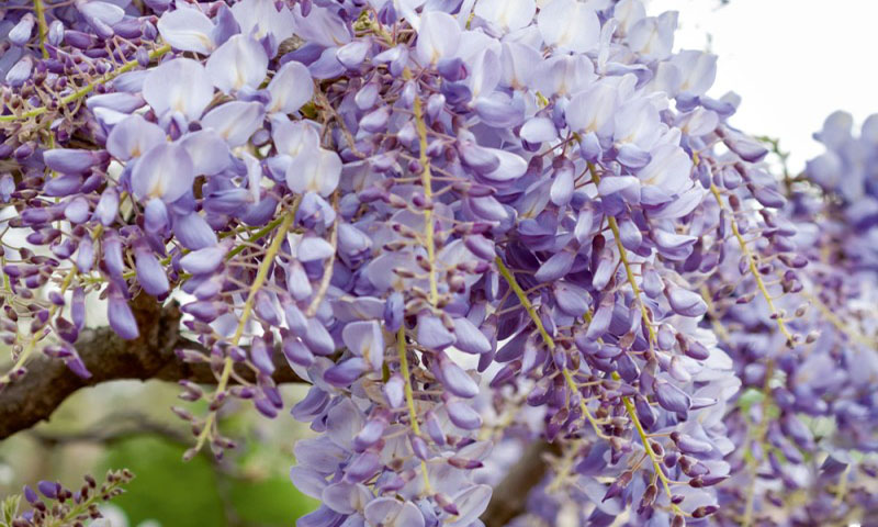 11 Feet Tall Grand Arch Fake Wisteria Tree - Light Purple