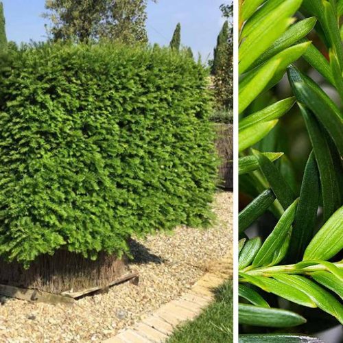 Taxus Baccata (English Yew) – Cube