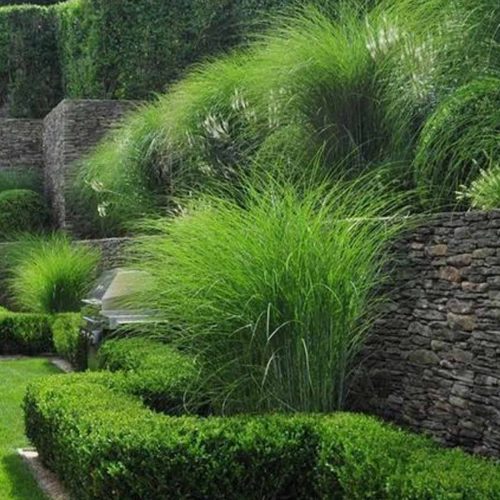 Miscanthus Sinensis 'Morning Light' (Eulalia 'Morning Light')