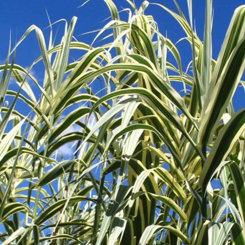 Arundo Donax Variegata (Variegated Giant Reed)