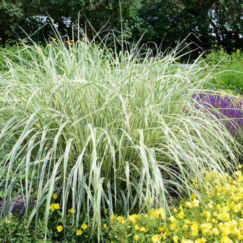 Phalaris Arundinacea 'Picta' (French Grass)