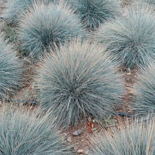 Festuca Glauca 'Elijah Blue' (Blue Fescue)