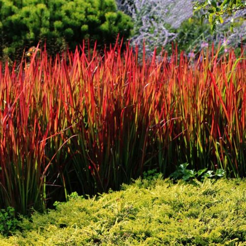 Imperata Cylindrica 'Red Baron' (Japanese Blood Grass)