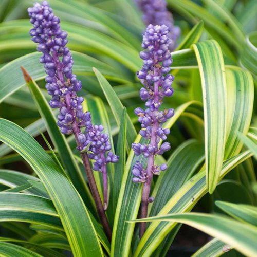 Liriope Muscari Variegata (Variegated Lilyturf)