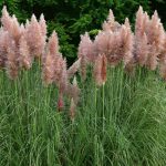 Cortaderia Selloana ‘Rosea’ (‘Rosea’ Pampas Grass)