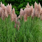 Cortaderia Selloana ‘Rosea’ (‘Rosea’ Pampas Grass)