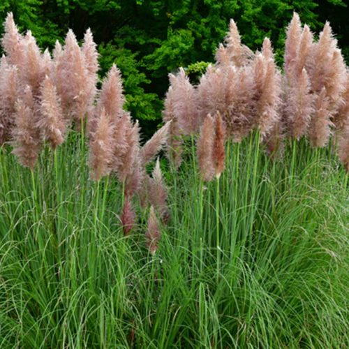 Cortaderia Selloana 'Rosea' ('Rosea' Pampas Grass)