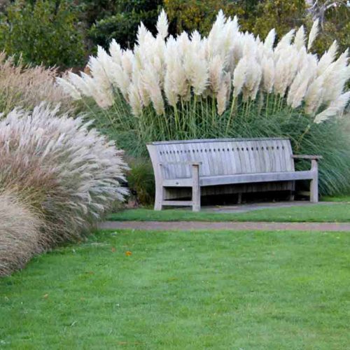Cortaderia Selloana (Pampas Grass)