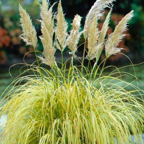 Cortaderia Selloana 'Splendid Star' ('Splendid Star' Pampas Grass)