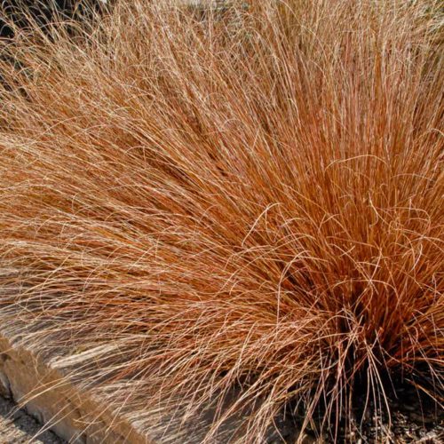 Carex Buchananii (Leatherleaf Sedge)