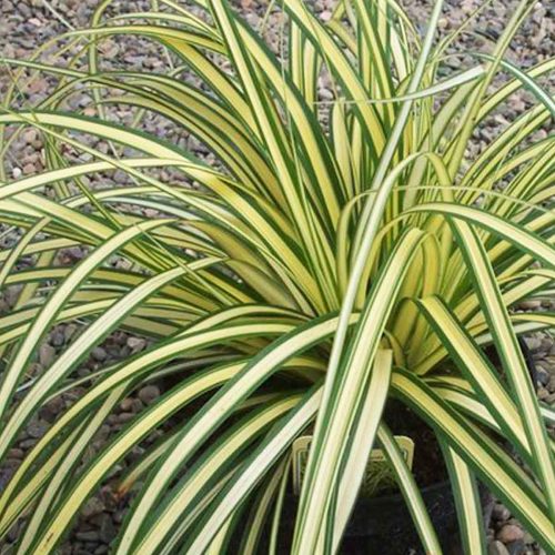 1000 ORANGE SEDGE GRASS SEEDS – Carex Testacea – Hardy Perennial, Evergreen, Deer Resistant
