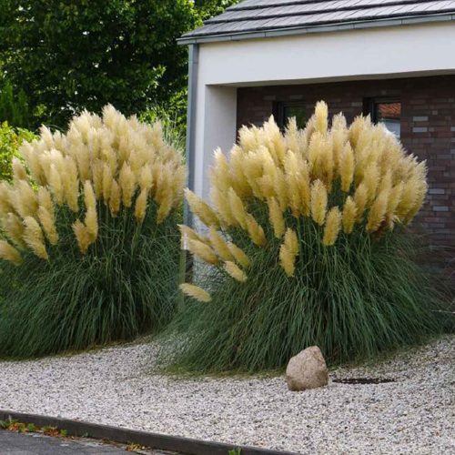 Cortaderia Selloana 'Gold Band' ('Gold Band' Pampas Grass)