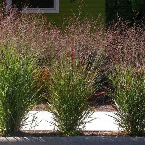 Miscanthus Sinensis 'Nippon' (Chinese Silver Grass)