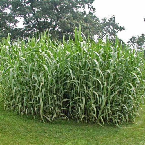Arundo Donax (Spanish Cane)
