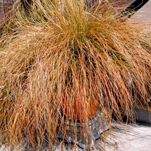 Carex Testacea (Orange New Zealand Sedge)