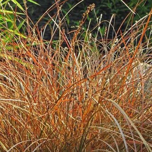 Carex Tenuiculmis ‘Cappuccino’ (‘Cappuccino’ Sedge)
