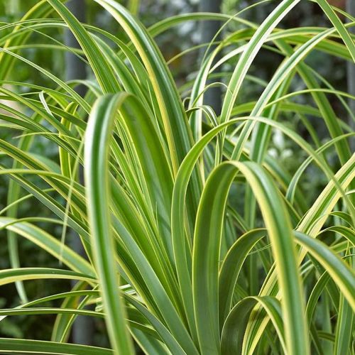 Carex Trifida ‘Rekohu Sunrise’ (Tataki Grass)