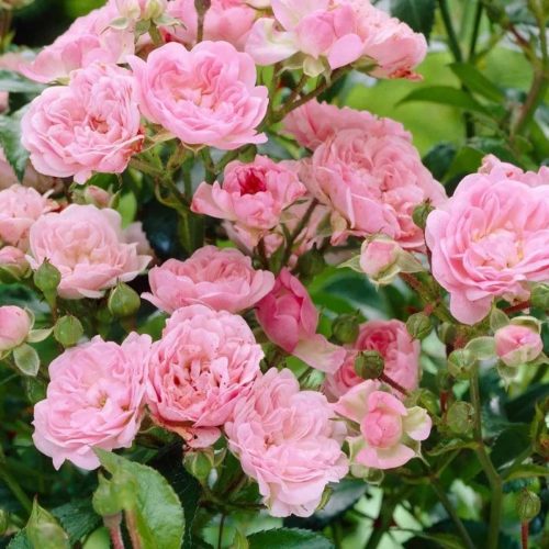 Pink Roses - Ground Cover