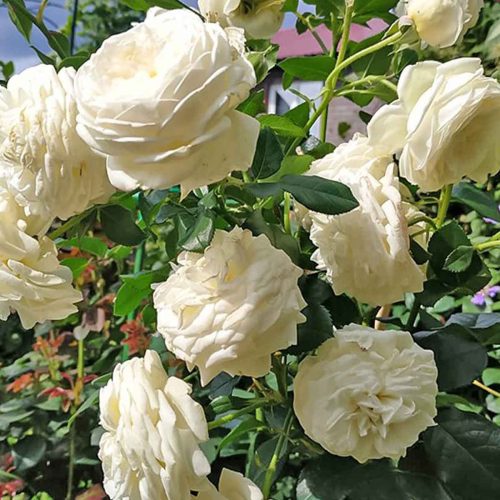 White Roses Tantau – Shrub