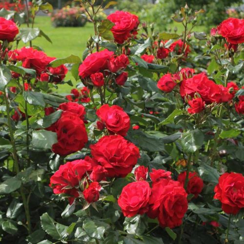 Red Roses Tantau – Shrub