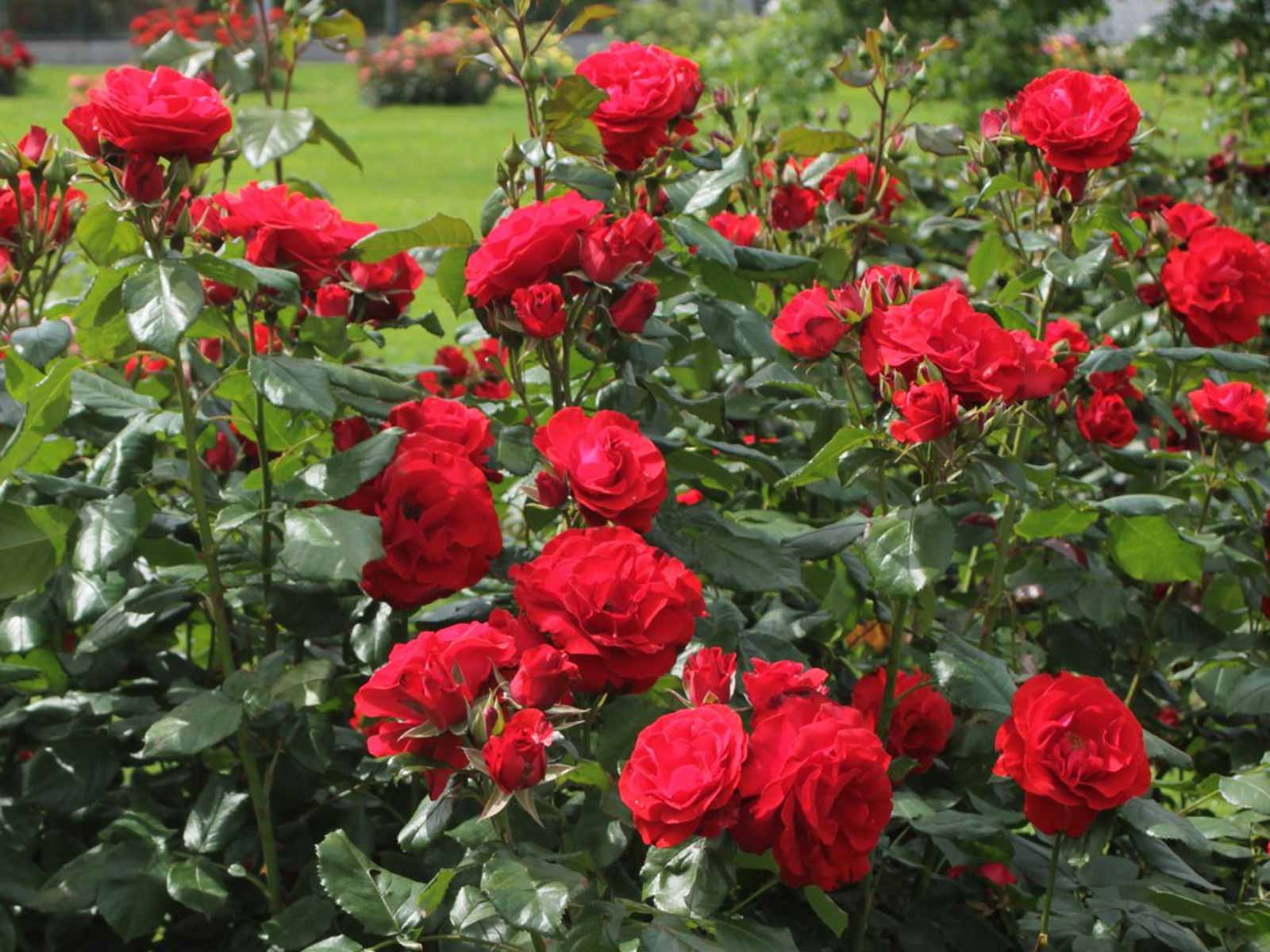 Red Roses Tantau – Shrub - 5 (litres)