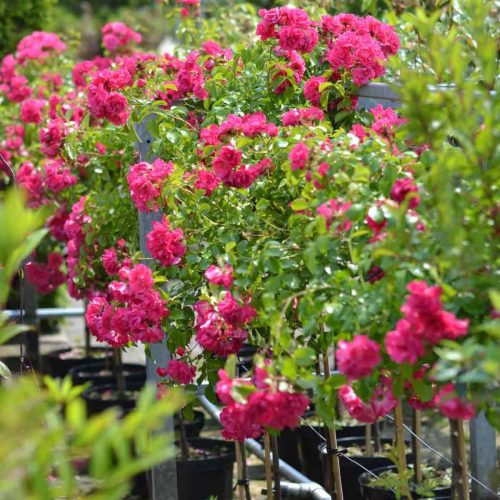 Pink Roses – Half Standard