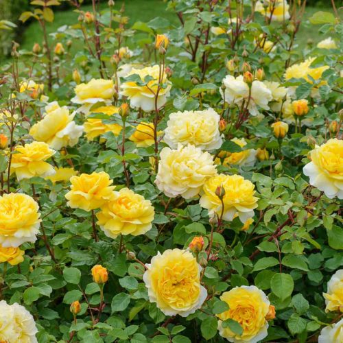 Yellow Roses – Shrub