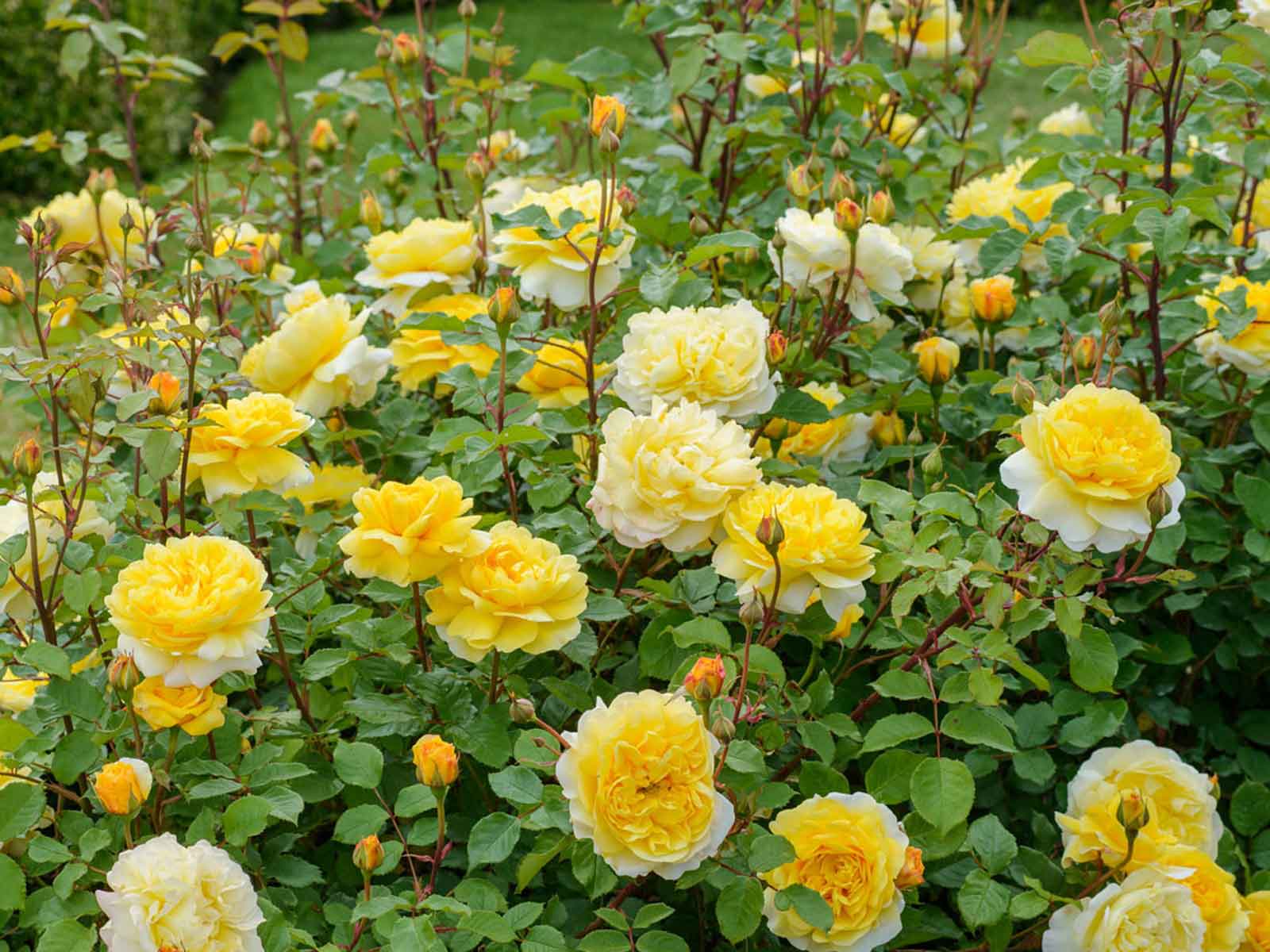 Yellow Roses – Shrub - 5 (litres)