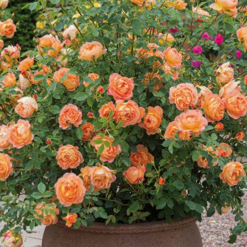 Orange Roses – Shrub
