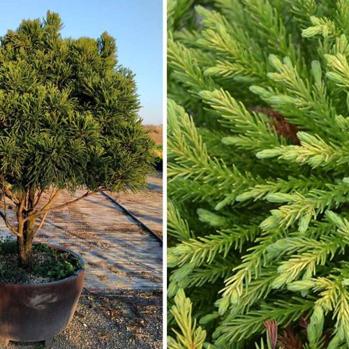 Cryptomeria Japonica Globosa Nana (Japanese Cedar) – Half Standard Multitrunk